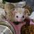 Hedgehogs 1 thumbnail
