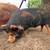 Kunekune pigs 3 thumbnail