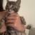 Kitten 2 thumbnail