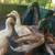 Ducks 1 thumbnail