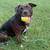 URGENT RE-HOME NEEDED 13 thumbnail