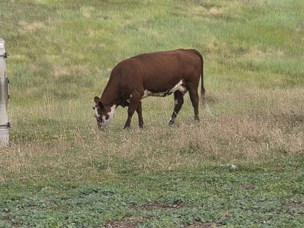 2023 proven cow 1