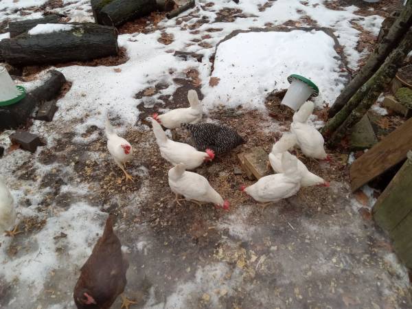 CHICKENS FOR SALE EGG LAYERS $20 EACH 1