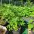 Tomatoe plants 1 thumbnail