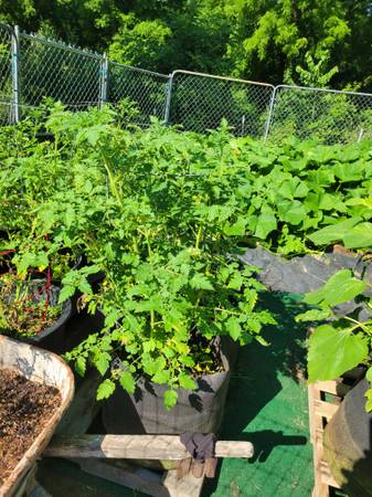 Tomatoe plants 1