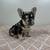 Merle French Bulldogs (females ) 17 thumbnail