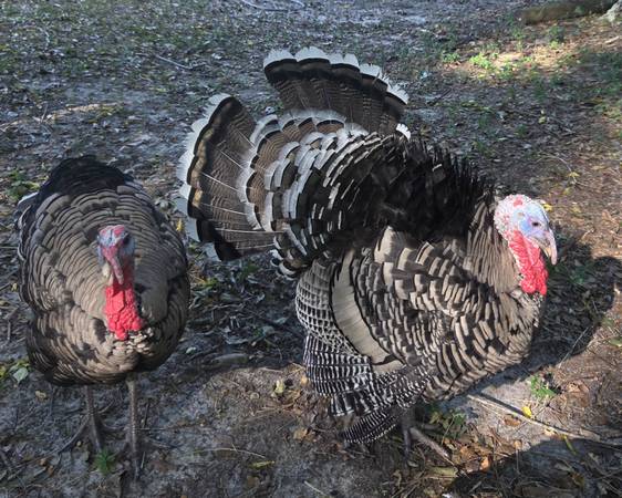 Narragansett Turkey Tom 1