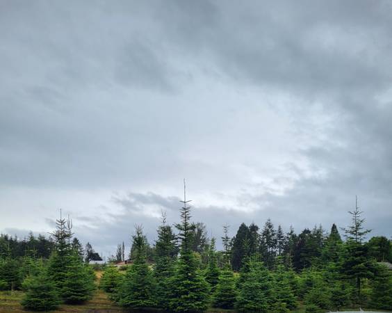 Christmas trees for sale 1