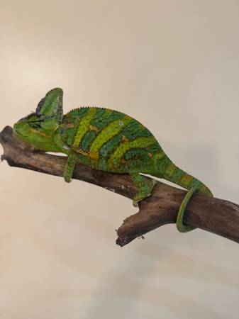 Veiled chameleons (check description) 1