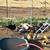 Muscovy Ducks 14 thumbnail