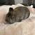Netherland dwarf bunny 1 thumbnail