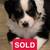 Border Collies $200 1 thumbnail