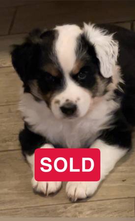 Border Collies $200 1