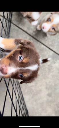Aussie Pups 1
