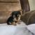 Yorkie 6 thumbnail
