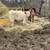 Blue Roan Heifers 2 thumbnail
