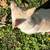White shepherd pup 3 thumbnail