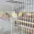 Canary birds available 3 thumbnail