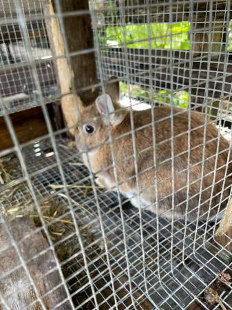 Dwarf rabbit female 1