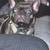 Black Brindle Frenchie 2 thumbnail