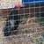 Bantam chicken 3 thumbnail