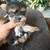 Yorkie pups 5 thumbnail