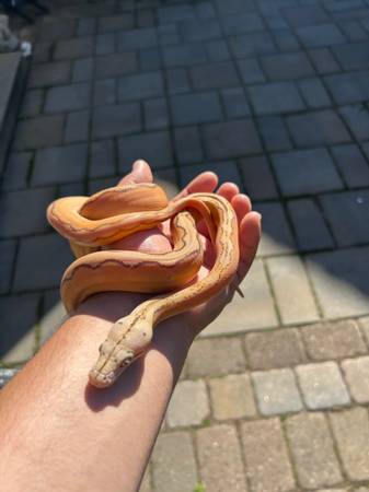 Baby female reticulated python (Half moon bay)63862000797185120
