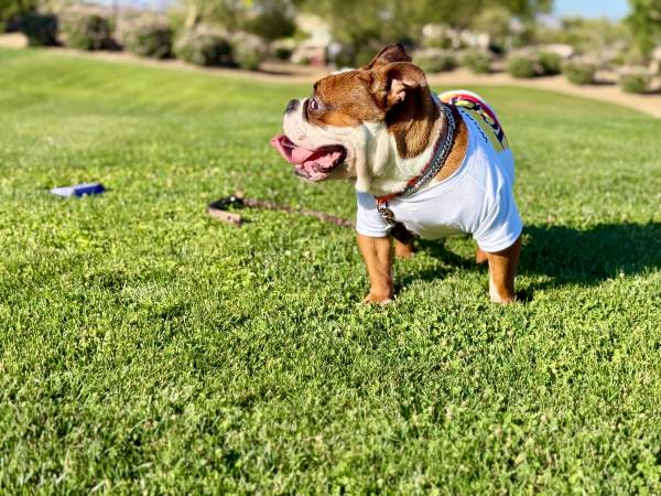Cachorro de bulldog inglés micro (Las Vegas NV)63907185185923122