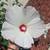Gorgeous Hibiscus Seed Packs 1 thumbnail
