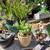 San Pedro Cactus, Succulents, plants, Bird houses, Plant boxes & more 18 thumbnail
