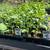 GORGEOUS WINTER VEGETABLE STARTS & FALL COLOR 6 thumbnail