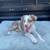 Aussie Pups 2 thumbnail