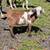 Polled Buckling 1 thumbnail