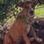 Dogs 1 thumbnail