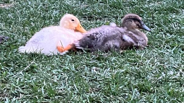 FARMSTEAD STARTER PACK~ BABY ducklings~FARM RAISED - $90 (OFF JACKS CREEK PIKE)