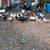 Muscovy ducks 5 thumbnail