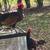 4 Bantam Roosters 2 thumbnail