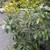 Hass & Fuerte Avocados 15-Gallon Pots 4 thumbnail
