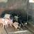 9  pigs for 700 5 thumbnail