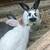 Rex Rabbits 6 thumbnail