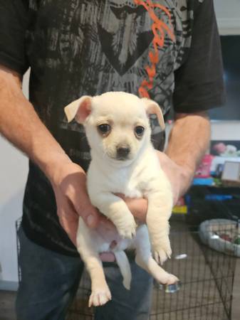 CHIHUAHUA PUPPIES (LAS VEGAS)63677732215299121
