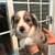 Mini Australian Shepherd Puppies 7 thumbnail