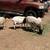 Dorper Ewes 2 thumbnail