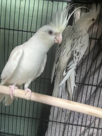 Cockatiel pair 1