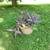 Choice of 5 - Purple Heart - Tradescantia Pallida - Spiderwort 5 thumbnail