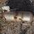 Exhaust Parts From 2014 RAM 3500 6.7 Cummins Diesel 7 thumbnail