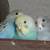 Budgies 1 thumbnail