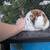 Mini Rex buck 5 thumbnail