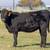 Registered Angus and Angus x Yearling heifers for sale 13 thumbnail