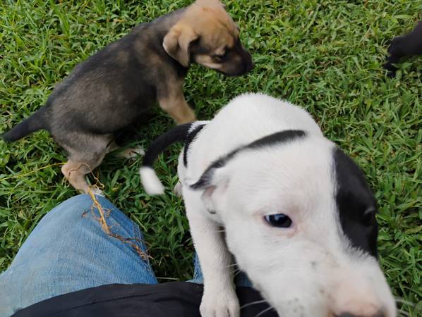 Puppies (Franklin KY)63897668483459121